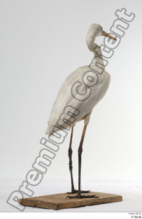 Stork  2 whole body 0006.jpg